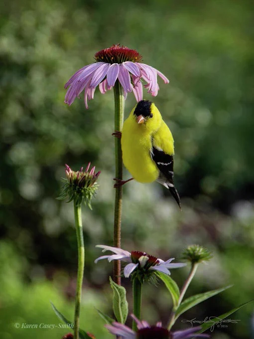 A yellow goldfinch is perched on an upright purple coneflower stem on a sunny day. The echinacea flower looks a lot like a parasol over this cute little bird's head. They're here all year round, though they change color in the fall and spring. I can usually hear them before I see them. They really love my echinacea. Photograph © by Karen Casey-Smith