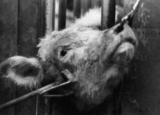 A black and white photograph of a young cow individual with their head trapped in a restraining device. A tether through their nostrils is pulling their head to one side as a red hot branding iron sears their cheek.
