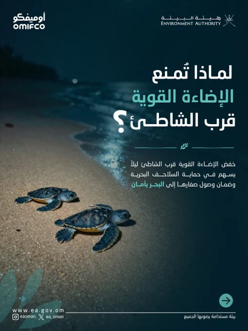 تصميم منشور يجمع بين صور سلاحف صغيرة على الشاطئ مع نص.
