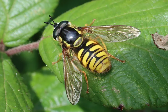 Chrysotoxum cautum