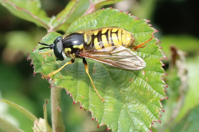 Chrysotoxum cautum