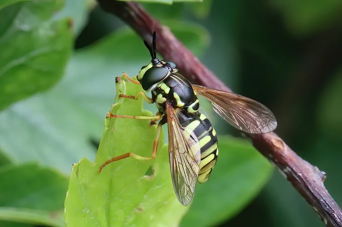 Chrysotoxum elegans