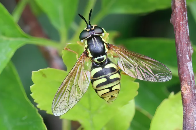 Chrysotoxum elegans