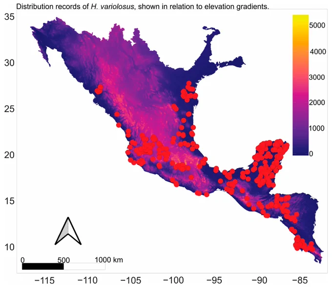 Distribution records of Hypopachus variolosus according to elevation. The red dots indicate occurrence records overlaid on a digital elevation model (meters above sea level).