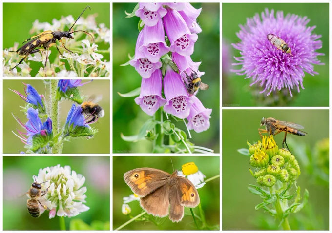 Collage of summer wildflowers alive with pollinating insects. A longhorn beetle rests on white hogweed; a bumblebee feeds inside pink foxglove bells; a hoverfly visits a purple creeping thistle; another hoverfly perches on yellow ragwort; a bee gathers nectar from blue viper’s bugloss; a honeybee forages on alsike clover; and a meadow brown butterfly rests among mayweed flowers, celebrating the richness and diversity of midsummer wildlife.