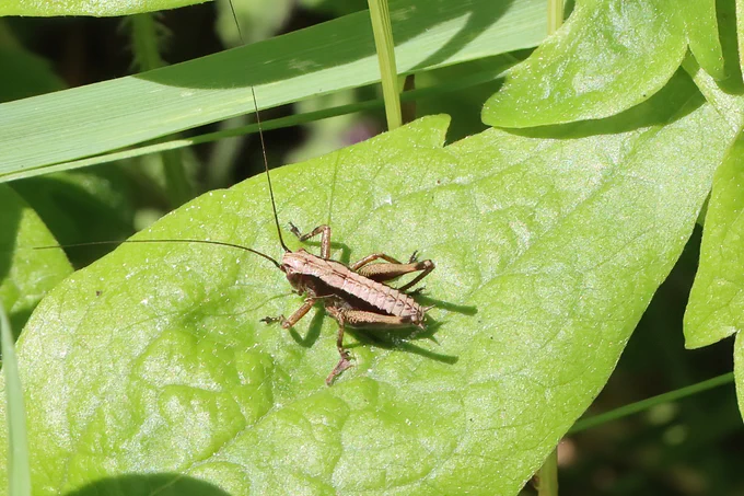 Dark Bush-cricket male