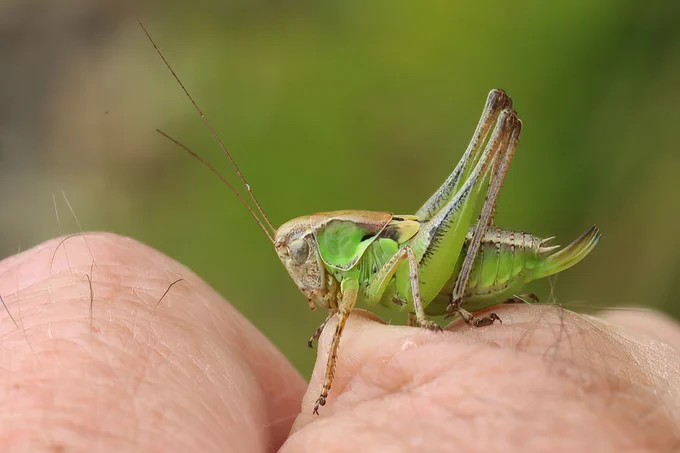Grey Bush-cricket, green phase female