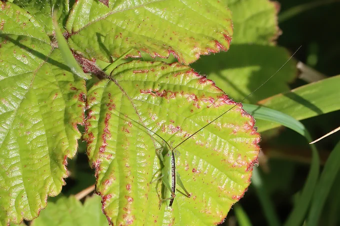 Long-winged Conehead
