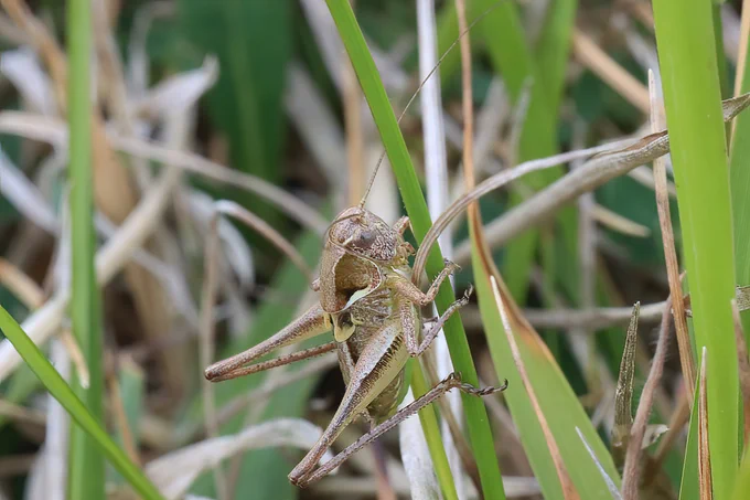 Grey Bush-cricket