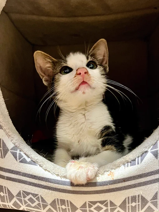 Kleines braun-weißes Kitten guckt mit großen Augen aus einer Stoffhöhle, die Vorderpfoten auf dem Rand abgelegt.