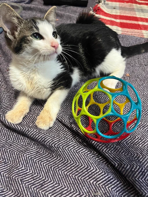 Der kleine Kater liegt auf einer lilafarbenen Decke. Vor ihm ein bunter Kunststoffball, der aus großen Kreisen besteht. Eigentlich ein Greifball für Babys.