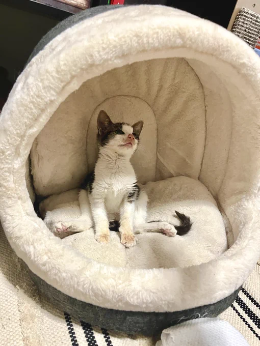 Das Kitten sitzt aufrecht in einer weichen Stoffhöhle, die Hinterpfoten im 90 Grad Winkel zu den Seiten weg gestreckt. Die Vordepfoten sind schmutzig. Der Blick wirkt stolz, so nach dem Motto : „Guck mal, ich kann sitzen!“