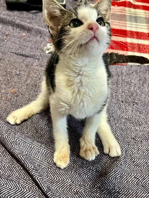 Der kleine Kater sitzt auf der lilafarbenen Decke, die Hinterpfoten zu den Seiten weggespreizt. Er guckt mit neugierigem Blick.