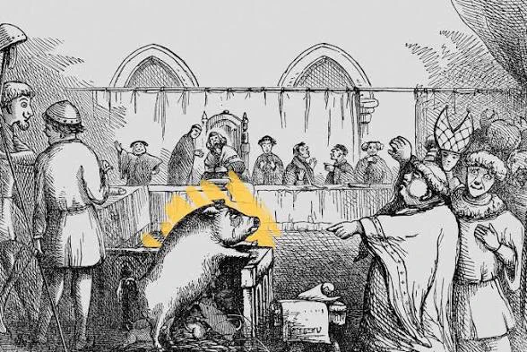 the pig before the court