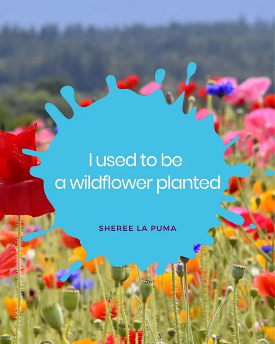 Image of a field of brightly colored poppies in red, pink, golden yellow, and blue cornflowers with a green hill and blu sky in the distance. A quote in bright blue reads "I used to be a wildflower planted" by Sheree La Puma. 