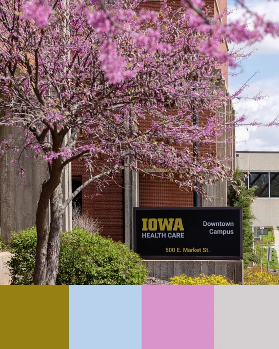 A blooming tree with vibrant pink flowers stands in front of a brick building. The tree's blossoms contrast with the building's rigid architecture, adding a touch of color. A black sign in the foreground reads "Iowa Health Care, Downtown Campus, 500 E. Market St." Bright green shrubs surround the base of the tree, enhancing the lively spring setting.