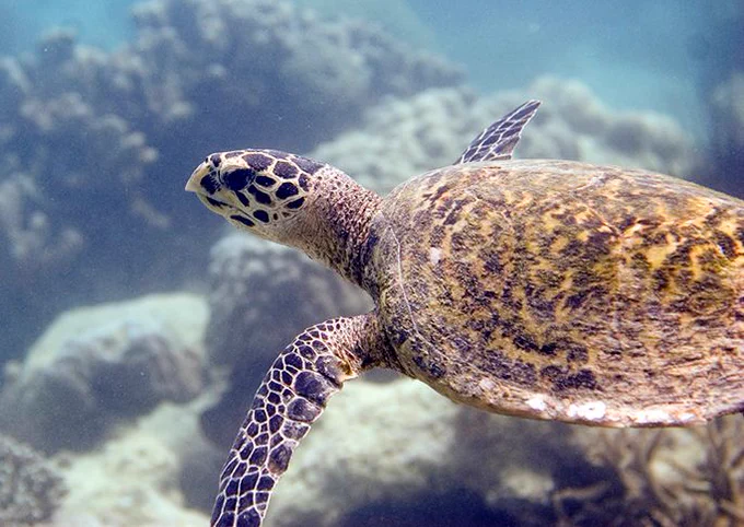 #TravelTuesday #island #escape #conservation #education #ecotourism, #destination #trip #pristine #marineprotectedarea #protectedarea #marine #islands #environment #species #thrive #health #coralreef #reef reefs #experience #endangered #Hawksbill #turtles #greenturtle #water #habitat
#environmental #Tanzania #Africa #African #children #forest #ecology #sustainable #coastal #ecotourism #swim #snorkel #zeroplastic #singleuse #plastic #water #plastics #waste #Zanzibar #recycling #green #mindful #purpose #Chumbe #ChumbeIsland #WorldSeaTurtleDay #WorldRefillDay #DayOfTheAfricanChild #AfricanChildDay 
