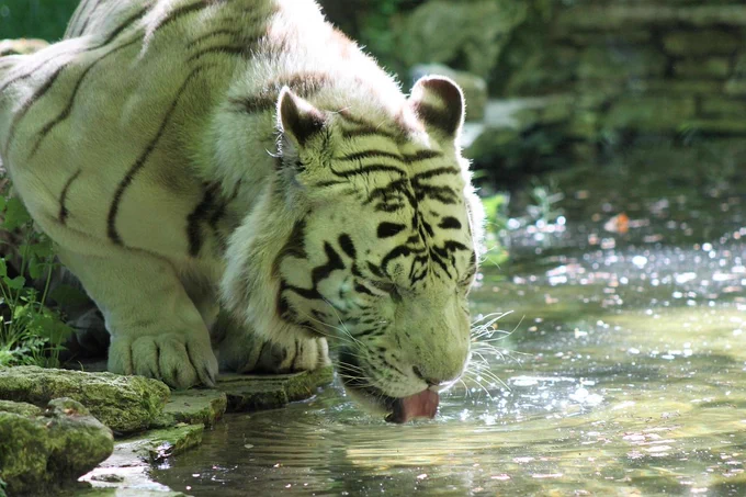 tiger, pond, drinking, animal, fauna, zoo, nature, wildlife, wild animal