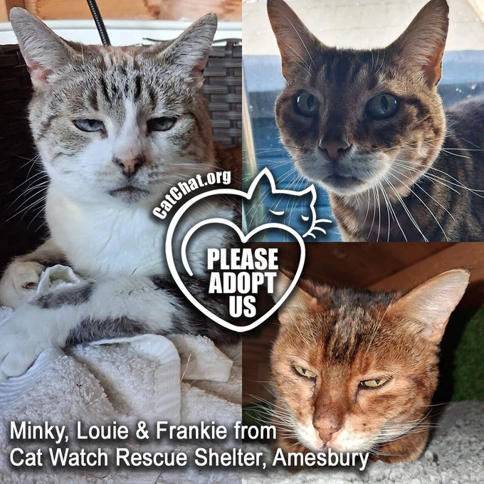 Minky, Louie and Frankie from Cat Watch Rescue Shelter in Amesbury. 

Minky (left) is a silver tabby. Louie (top right) and Frankie (bottom right) are brown tabbies. All are short-haired. 

In the centre of the image is a heart-shaped line drawing of a cat, enclosing the words “Please Adopt Us”.


