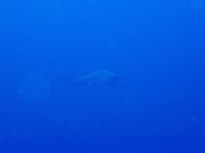 Hachijojima, concolor, nitrox, Scalloped hammerhead, hammerhead shark, wideangle, scubadiving, shark