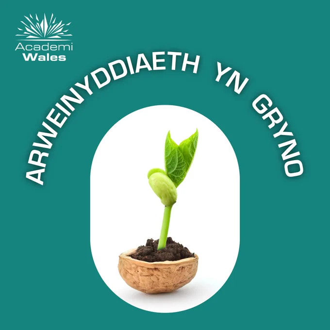 Planhigyn gwyrdd ifanc yn tyfu o’r pridd y tu mewn i hanner plisgyn cnau cyll, yn symbol o dwf ac arweinyddiaeth.