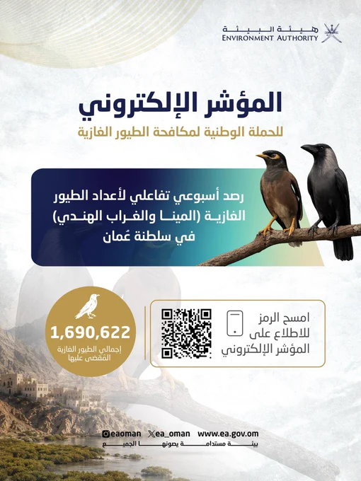 إنفوغرافيك ، خلفيته مشهد وادٍ جبلي، يعرض طائرَي المينا والغراب الهندي على غصن، ويُبرز رقم 1,690,622 إجمالي الطيور الغازية المُقضى عليها ضمن الحملة الوطنية، مع رمز QR للمؤشر الإلكتروني والرابط https://gis.ea.gov.om/InvasiveBird/