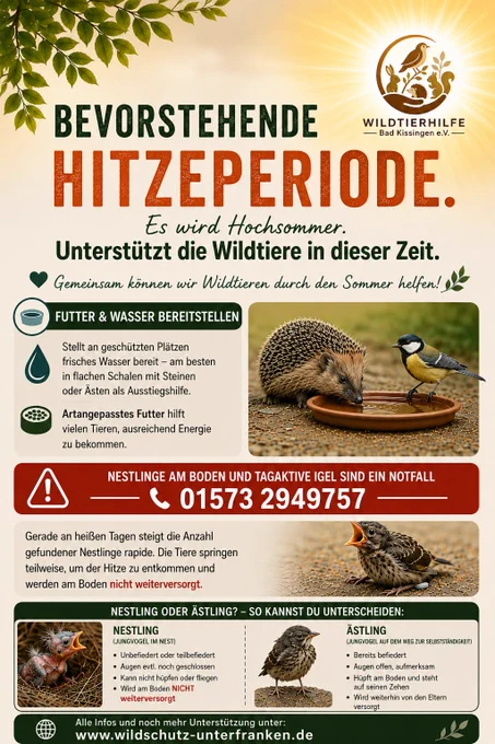 Bevorstehende Hitzeperiode, bietet Trinken an und tagaktive Igel oder Nestlinge am Boden sind immer ein Notfall 