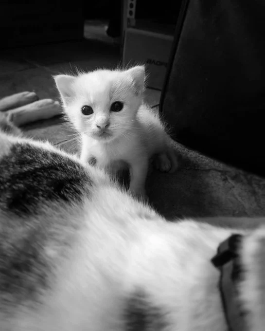 A white kitten is looking at the camera.