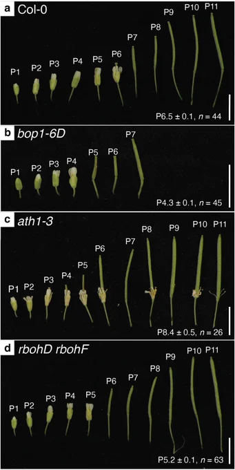 Developmental series of floral organ abscission in wild-type and mutant Arabidopsis. The first open bud was defined as position 1 (P1) (Bleecker and Patterson 1997). Abscission position (mean ± SEM) is indicated in the lower right of each panel. Representative phenotypes are shown. (a) Wild-type Col-0 flowers abscise between P6 and P7. (b) bop1-6D exhibits early abscission. (c) ath1-3 shows delayed abscission and retention of floral organs. (d) rbohD rbohF shows slightly accelerated abscission. Scale bars = 5 mm.