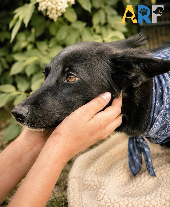 A black dog in a blue bandana lays her head in caring hands 