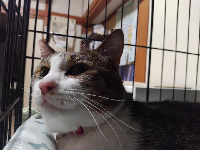 ケージ内でくつろぐ猫（ふく）