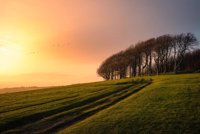 Track leading to the beech trees at Chanctonbury Ring beneath an orange sky, with two small bird flocks flying across the view.