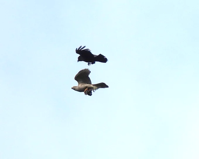 Sparrowhawk (I think) with prey being chased by a crow