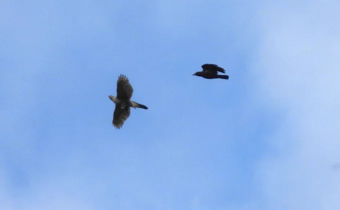 Sparrowhawk (I think) with prey being chased by a crow