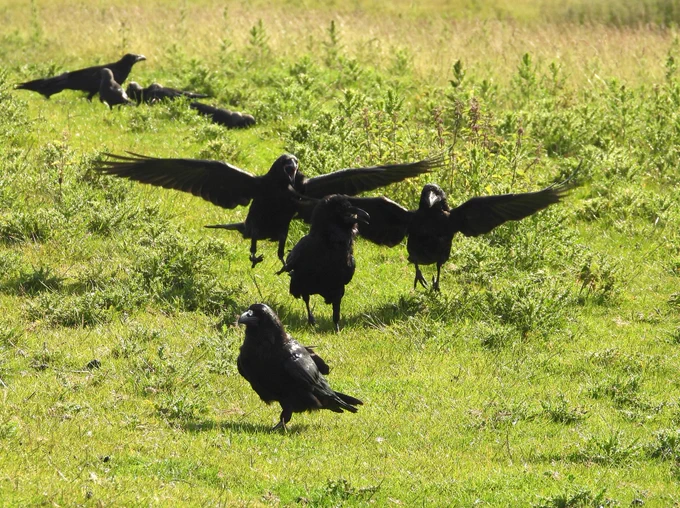 Adult Ravens being chased by the juveniles