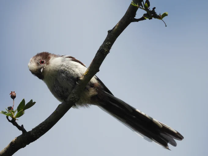 Long-tailed youngster