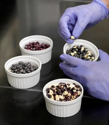 Popping Beans and other bean varieties are considered as possible gluten-free flour substitutes for baked goods and other foods. 