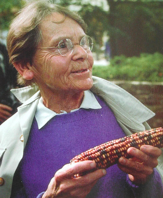 McClintock with an ear of corn.
From Wikimedia: Cristian472735
CC BY-SA 4.0