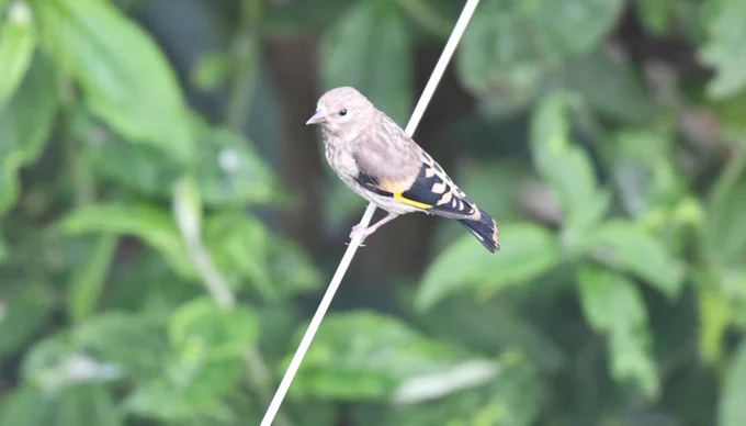A juvenile European Goldfinch stood on the washing line