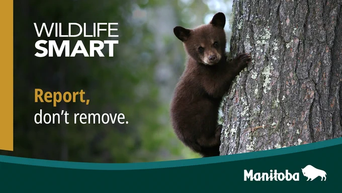 Image of bear cub alone in tree. Caption: Wildlife Smart. Report, don't remove.