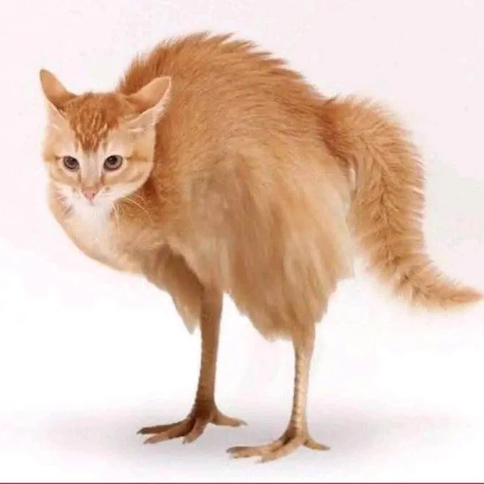 a photoshopped orange cat, he has chicken legs! that’s why it’s a chickat
