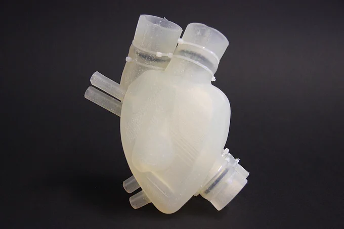 Translucent anatomical heart model with tube-like connectors displayed against a dark background.