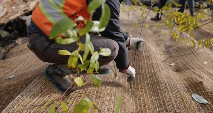 Worker wearing an orange safety vest and gloves kneeling in a wooded area, planting a small tree through natural fibre matting on the ground.