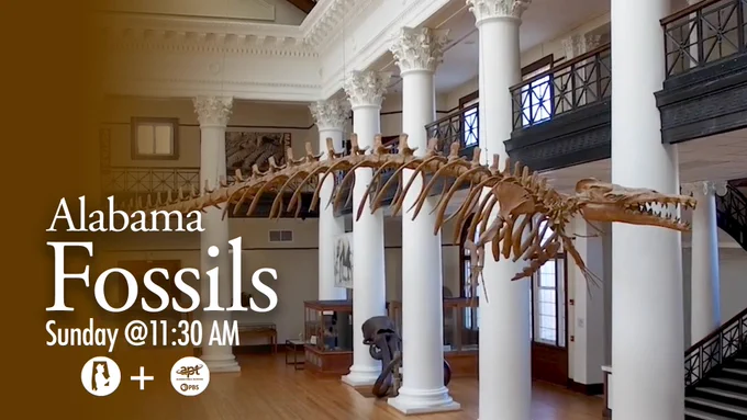 A large fossilized skeleton of an ancient creature is displayed in a spacious museum with tall white columns and a balcony. Text on the image reads, "Alabama Fossils, Sunday @11:30 AM," along with PBS and APT logos.