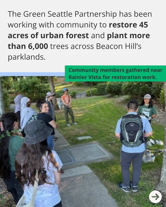 The Green Seattle Partnership has been working with community to restore 45 acres of urban forest and plant more than 6,000 trees across Beacon Hill’s parklands. Community members gathered near Rainier Vista for restoration work. 