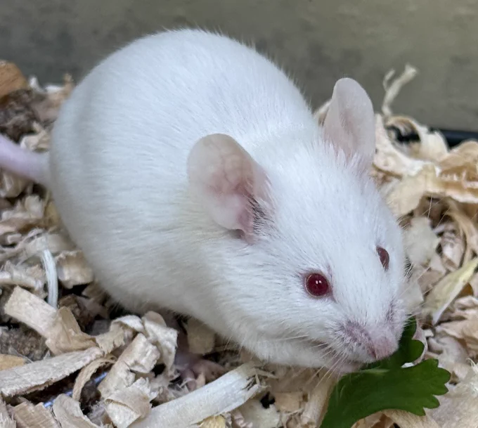 Fern the mouse