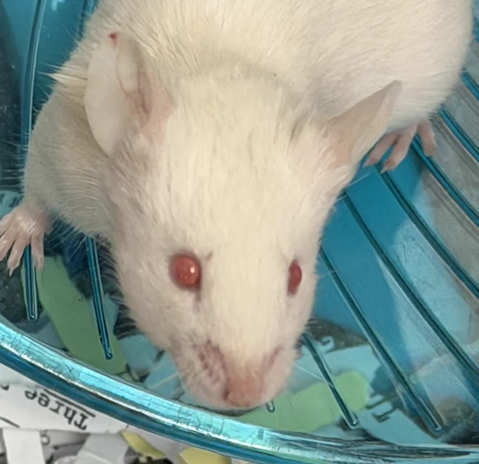 Quincy the mouse