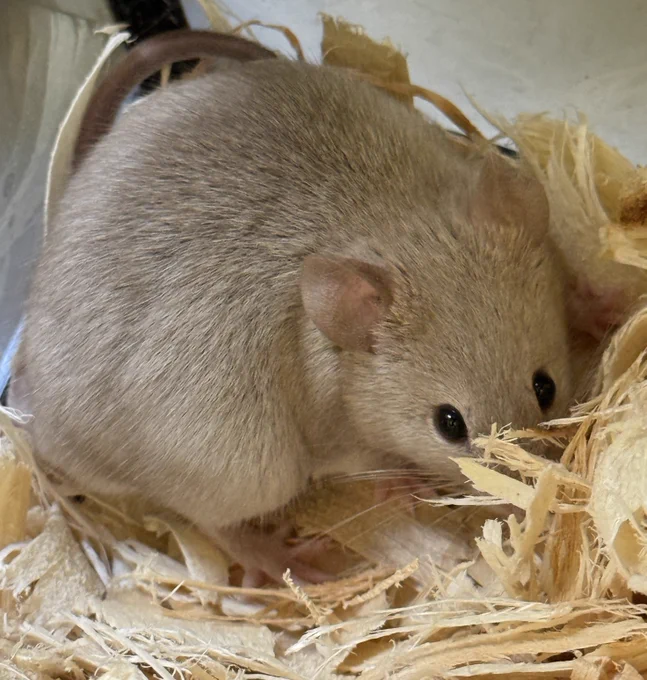 Clover the mouse