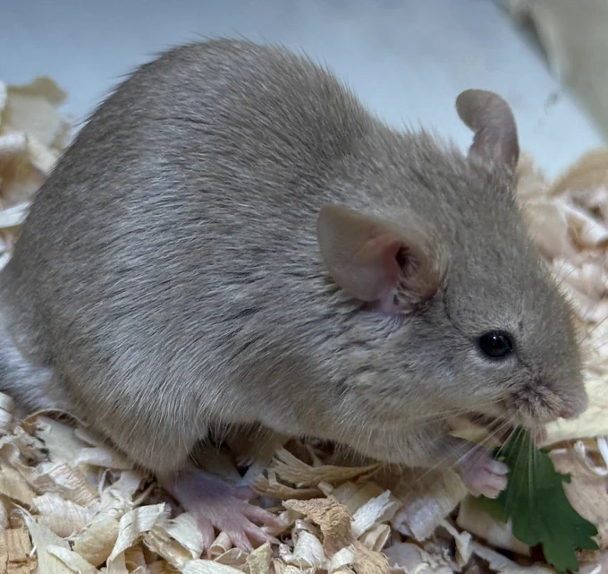 Moss the mouse
