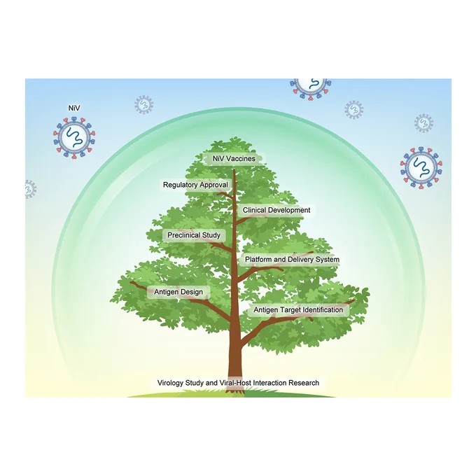The current landscape of Nipah virus vaccines: From antigen design to clinical translation
